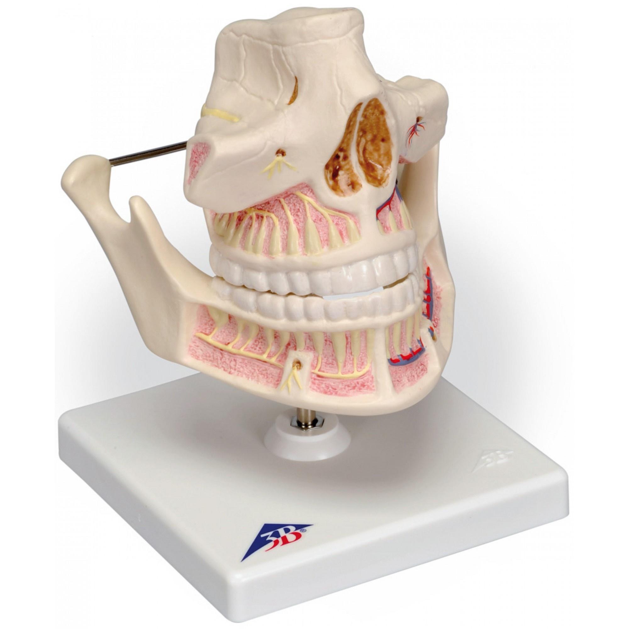 VE281.6 Zuby a čelist: Model chrupu dospělého