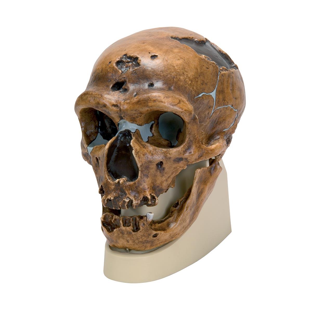 VP751-1 Lebka: Antropologické modely lebky - Australopithecus Boisei Skull (KNM-ER 406 + Omo L7A-125)