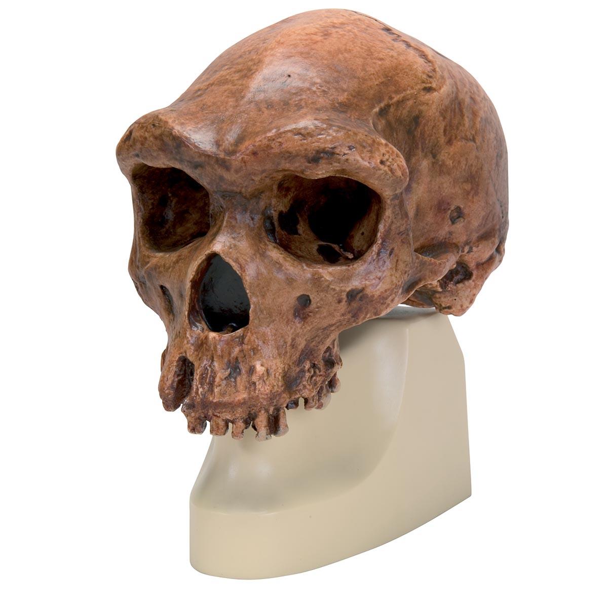 VP754-1 Lebka: Antropologické modely lebky - Homo rhodesiensis Skull (Broken HillŸ Woodward, 1921)