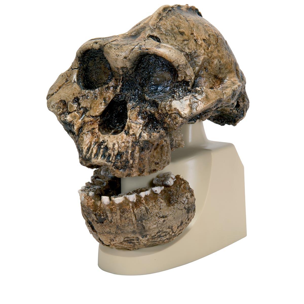 VP755-1 Lebka: Antropologické modely lebky - Replika Australopithecus Boisei Skull (KNM-ER 406 + Omo L7A-125)