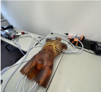Výstřižek93 Ultrazvukové, CT modely: Torzo dospělého ADVANCED pro rentgen, CT a MRI