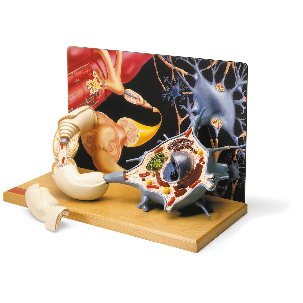 W42537 Mozek, nervová soustava: Model motorického neuronu