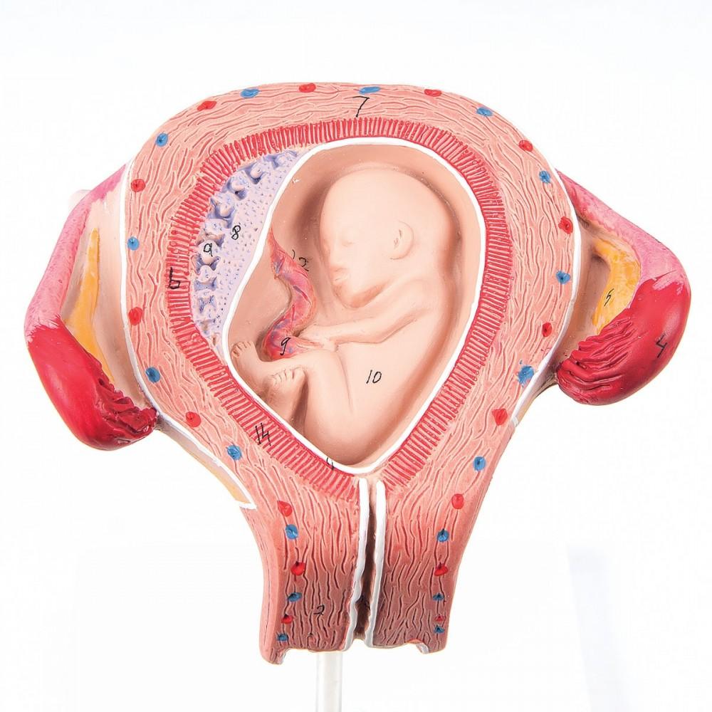 l10-3-1 Těhotenství, porod: Embryo 3. měsíc