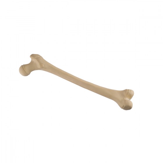 1019702_02_1200_1200_ORTHObones-Standard-Juvenile-Femur-right