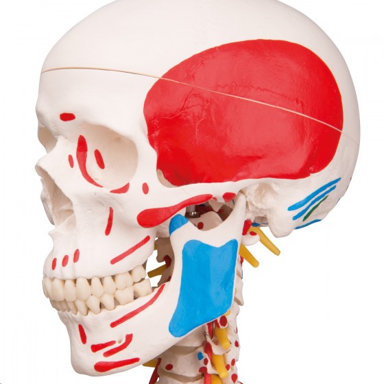 A13-1_03_1200_1200_Human-Skeleton-Model-Sam-on-Hanging-Stand-with-Muscle-Ligaments-3B-Smart-Anatomy