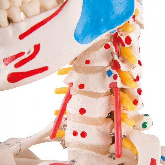 A13-1_06_1200_1200_Human-Skeleton-Model-Sam-on-Hanging-Stand-with-Muscle-Ligaments-3B-Smart-Anatomy