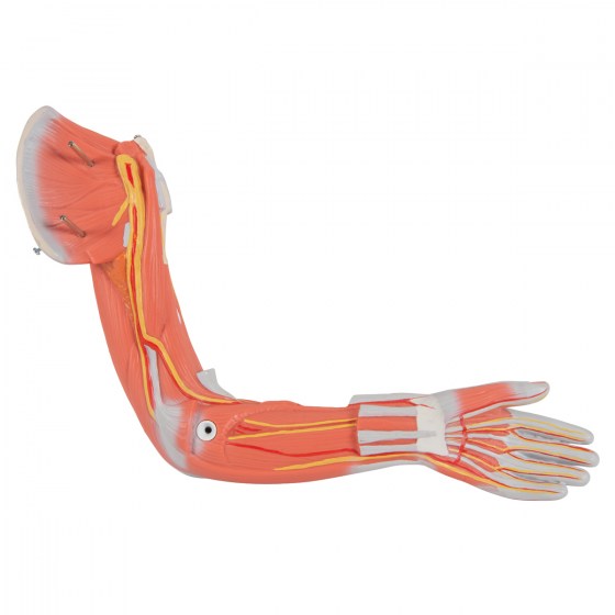 B56_07_1200_1200_12-Life-Size-Complete-Human-Female-Muscle-Figure-without-Internal-Organs-21-part-3B-Smart-Anatomy