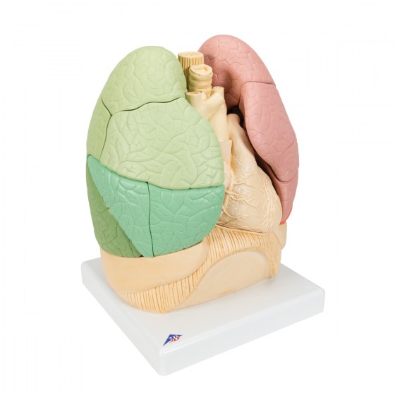 G70_02_1200_1200_Segmented-Lung-Model-3B-Smart-Anatomy