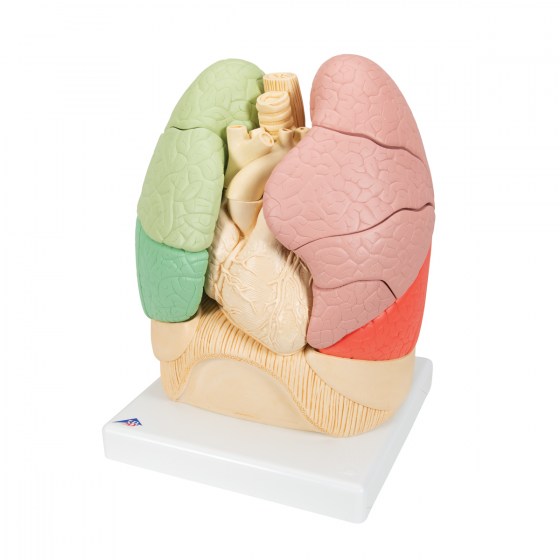 G70_04_1200_1200_Segmented-Lung-Model-3B-Smart-Anatomy