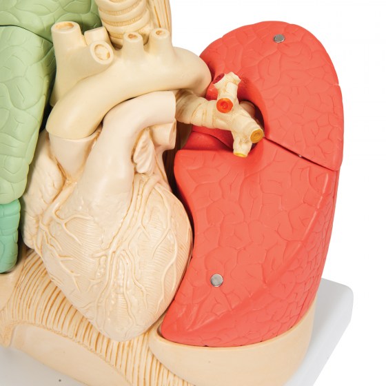 G70_06_1200_1200_Segmented-Lung-Model-3B-Smart-Anatomy