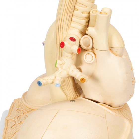 G70_07_1200_1200_Segmented-Lung-Model-3B-Smart-Anatomy