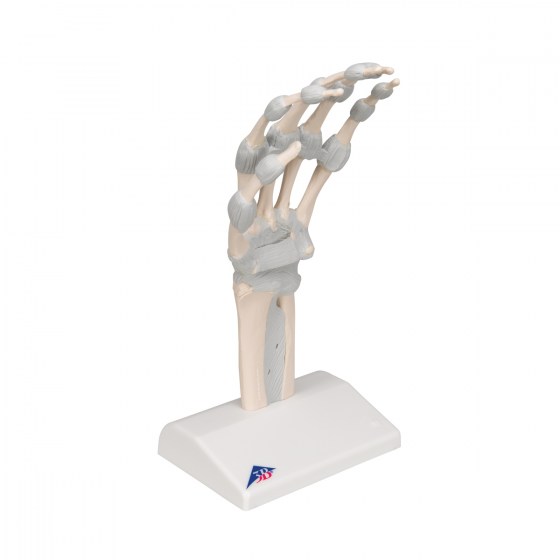 M36_02_1200_1200_Hand-Skeleton-Model-with-Elastic-Ligaments-3B-Smart-Anatomy