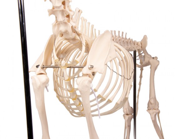 VET1700_6jKoWW9jz7rJU0