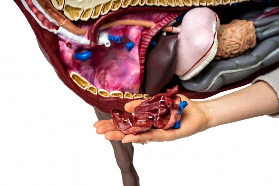 VET3330_7F1lKDhGhQ37wu